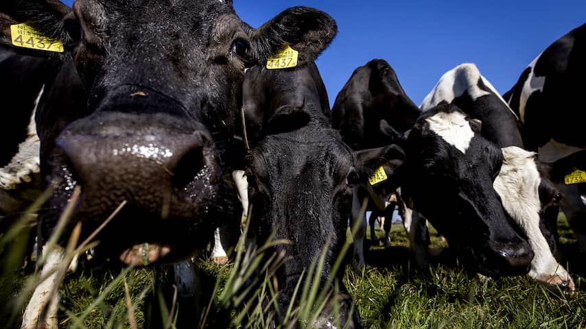 Overstappen op biologische melk kan de stikstofcrisis deels oplossen